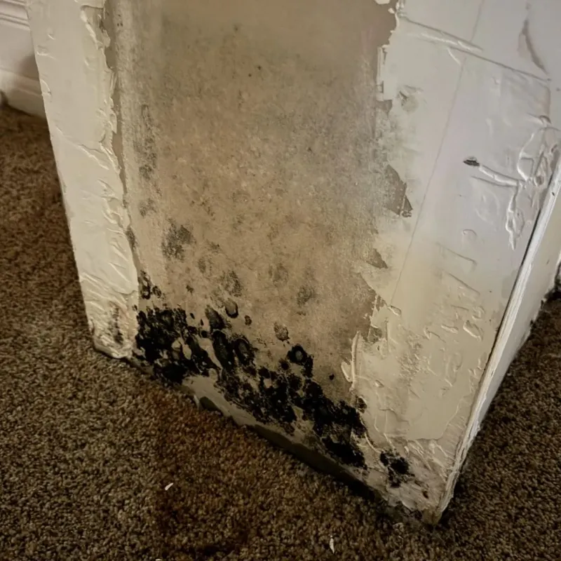 Professional Mold Removal in Lakeview, CA